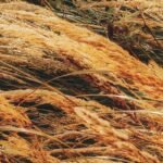 Herbes hautes courbées par le vent