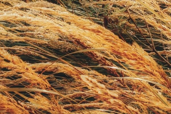 Herbes hautes courbées par le vent